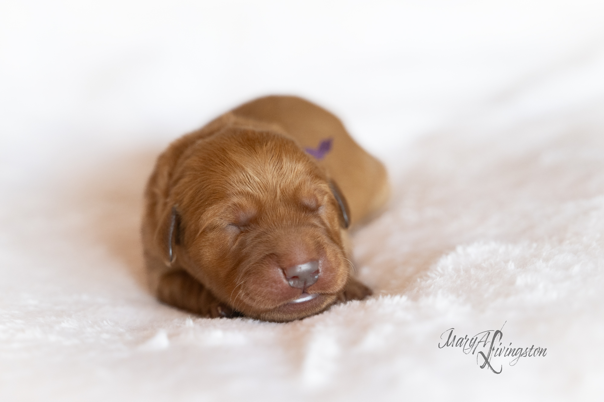 Puppy called Mirage