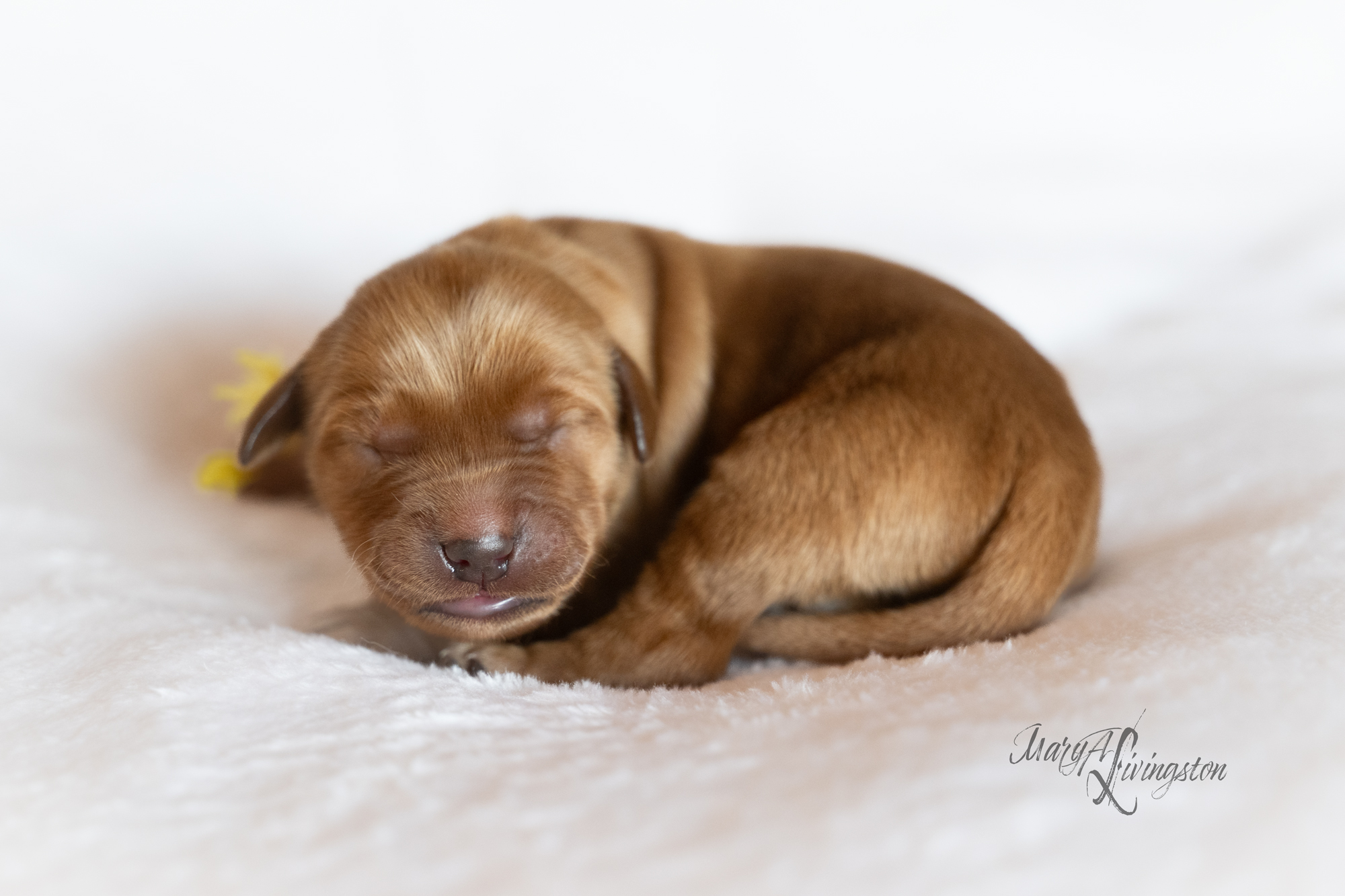 Puppy called Yuma