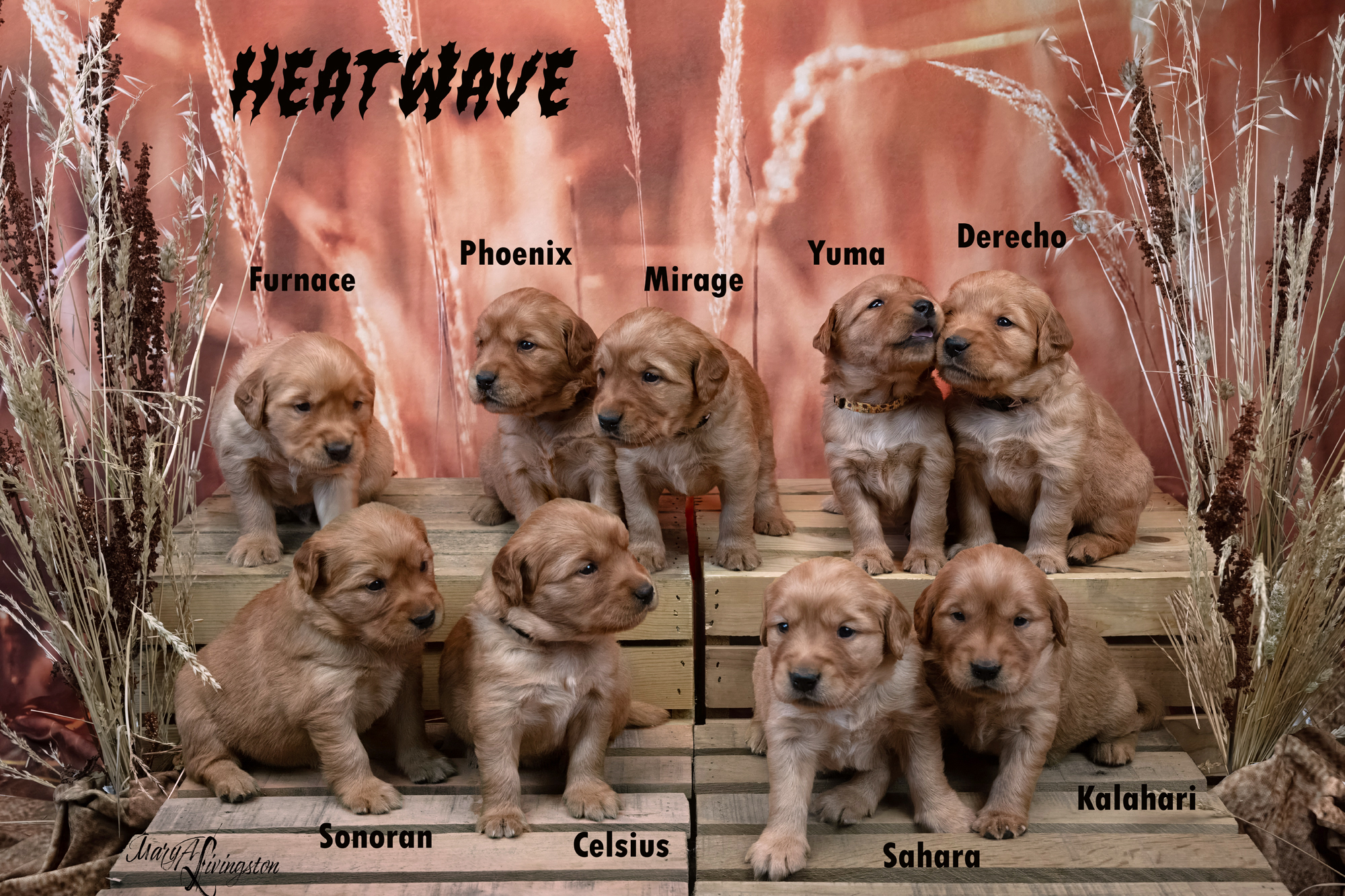 Hall of Fame first litter portrait.