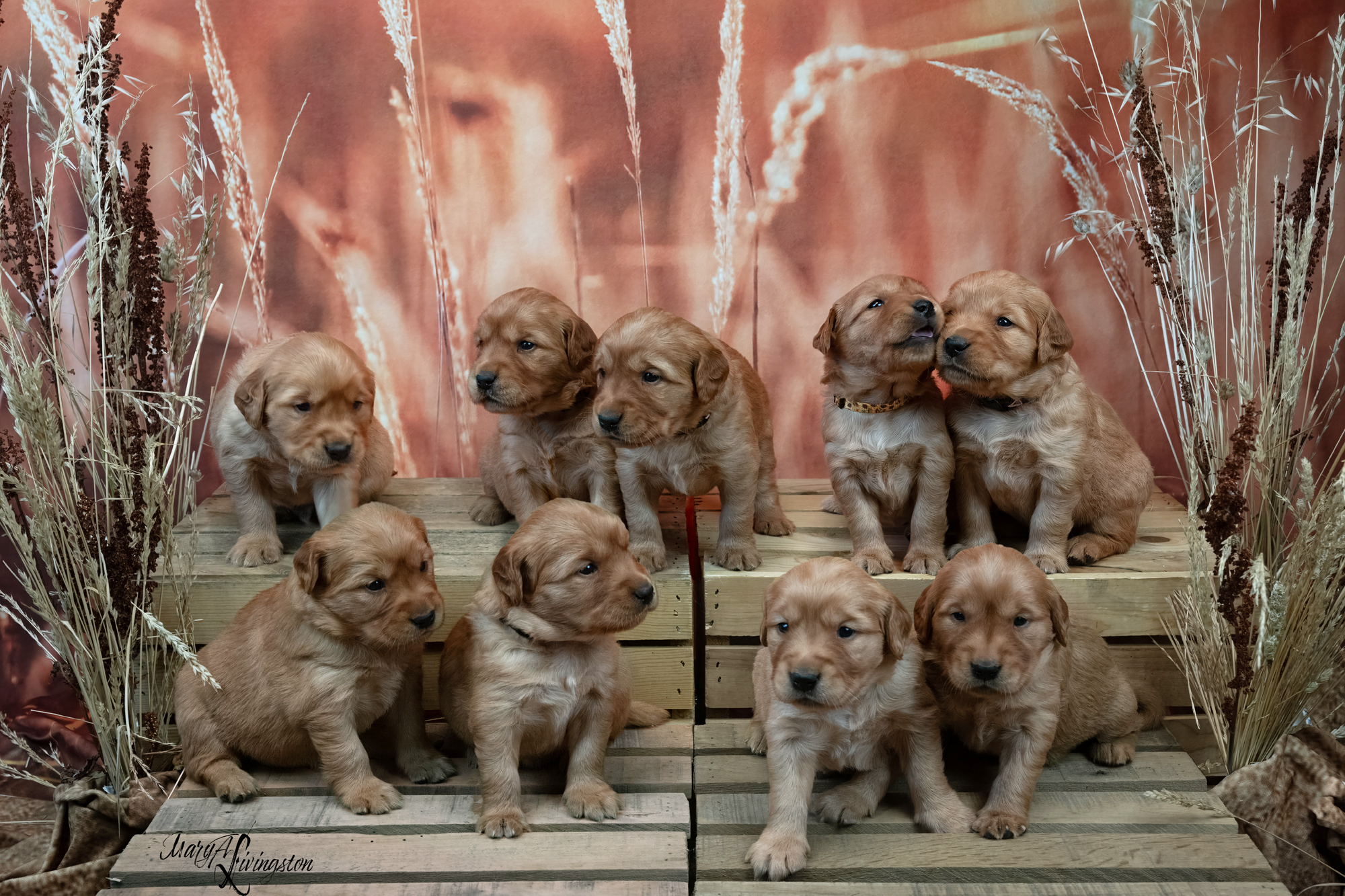 Hall of Fame first litter portrait.