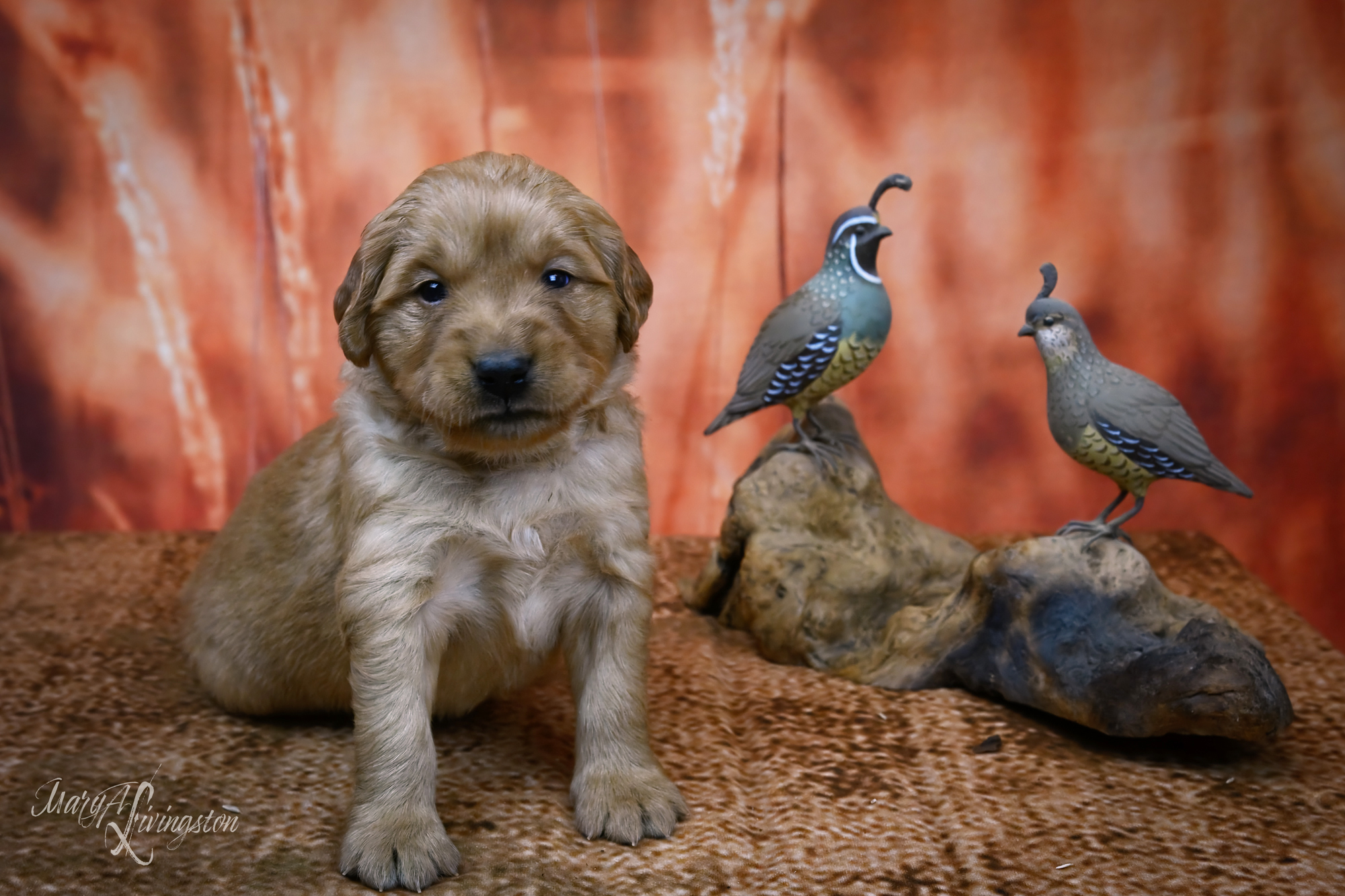 Puppy called Celsius