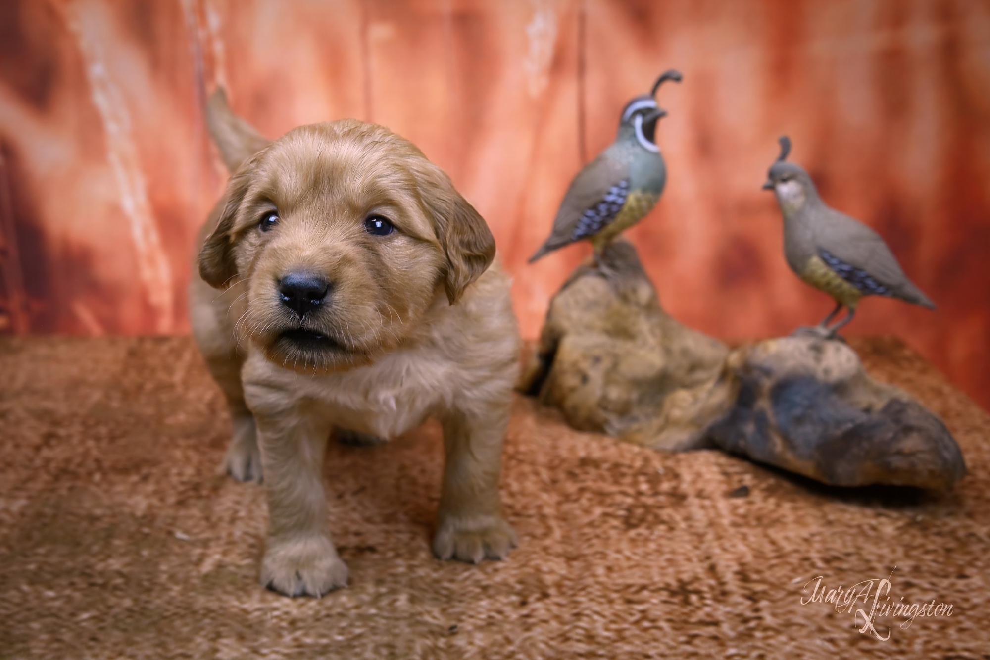 Puppy called Celsius
