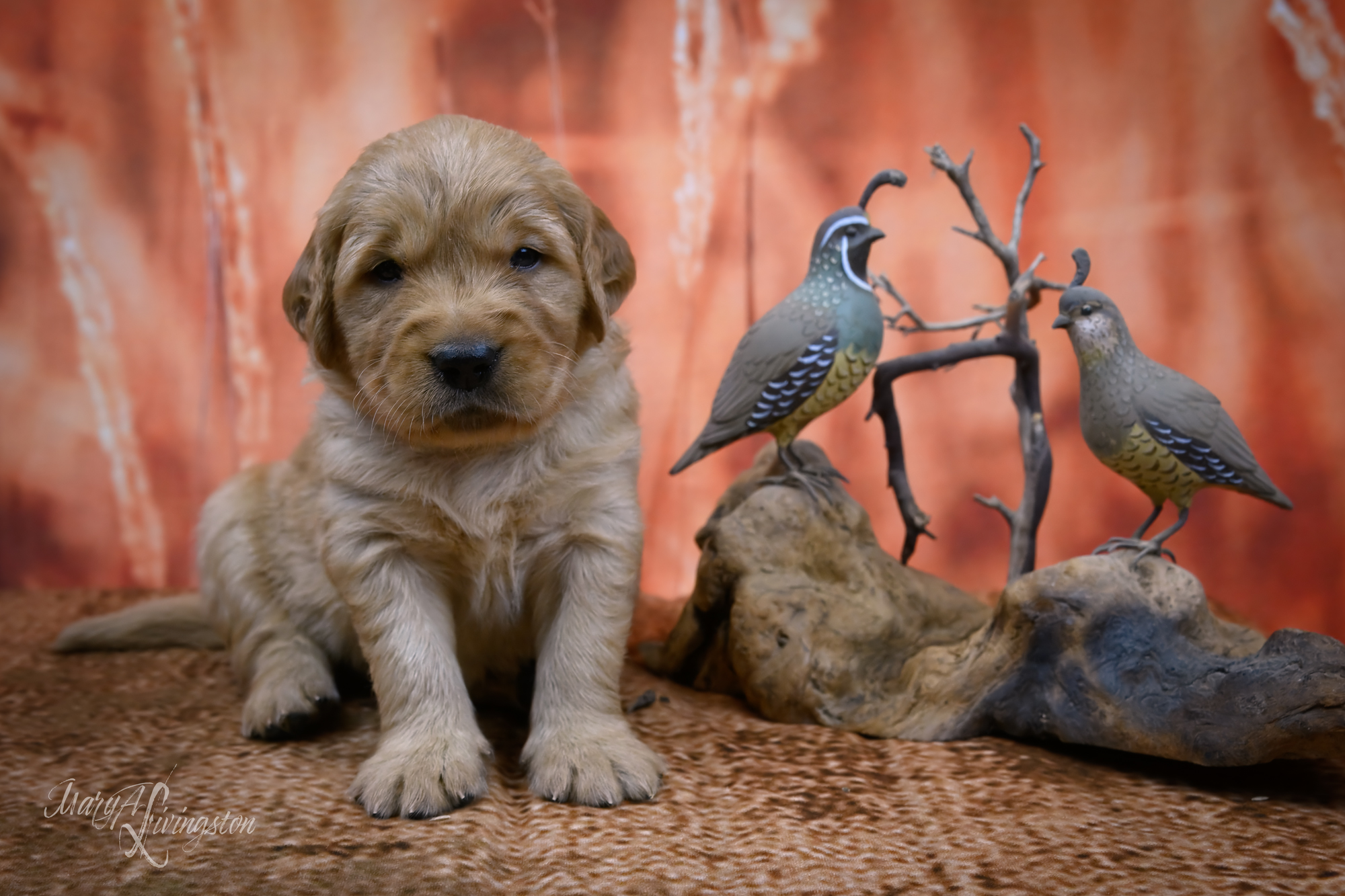 Puppy called Derecho