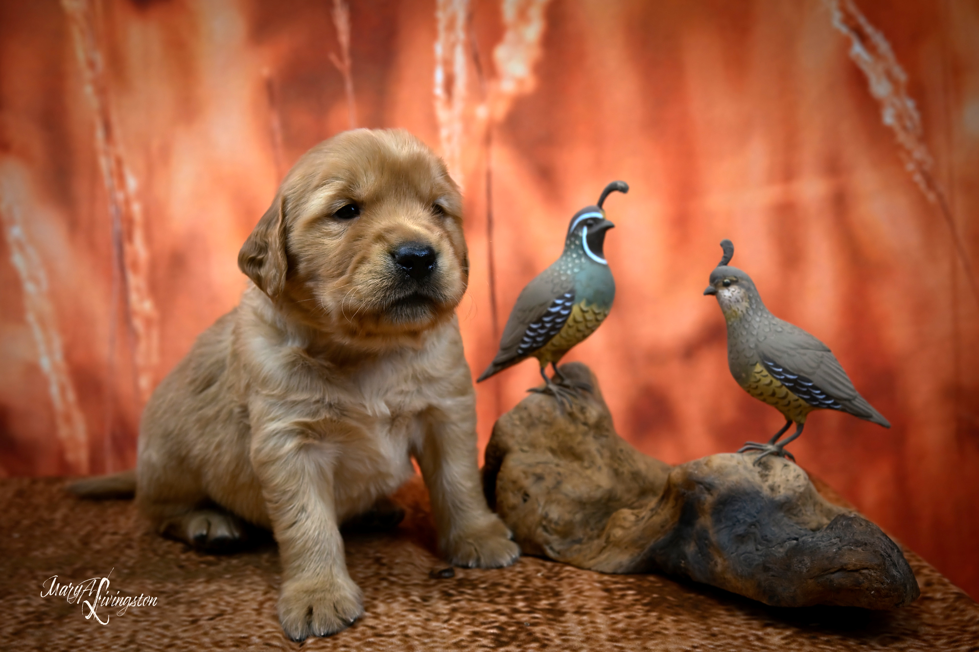 Puppy called Furnace