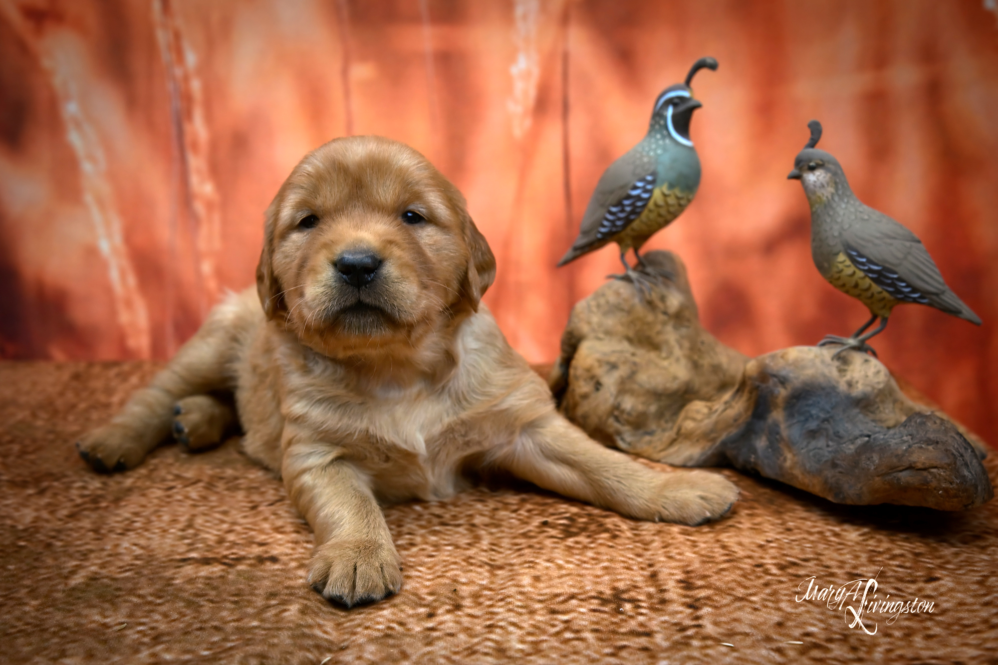 Puppy called Kalahari