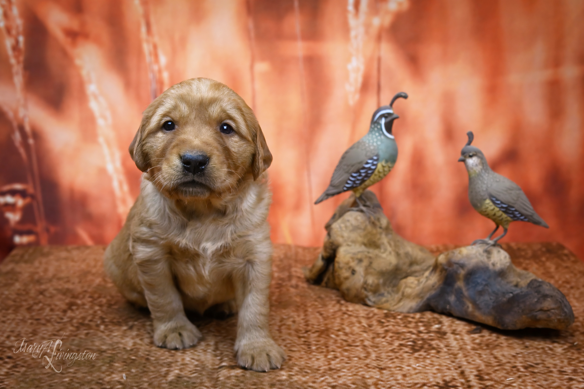 Puppy called Mirage