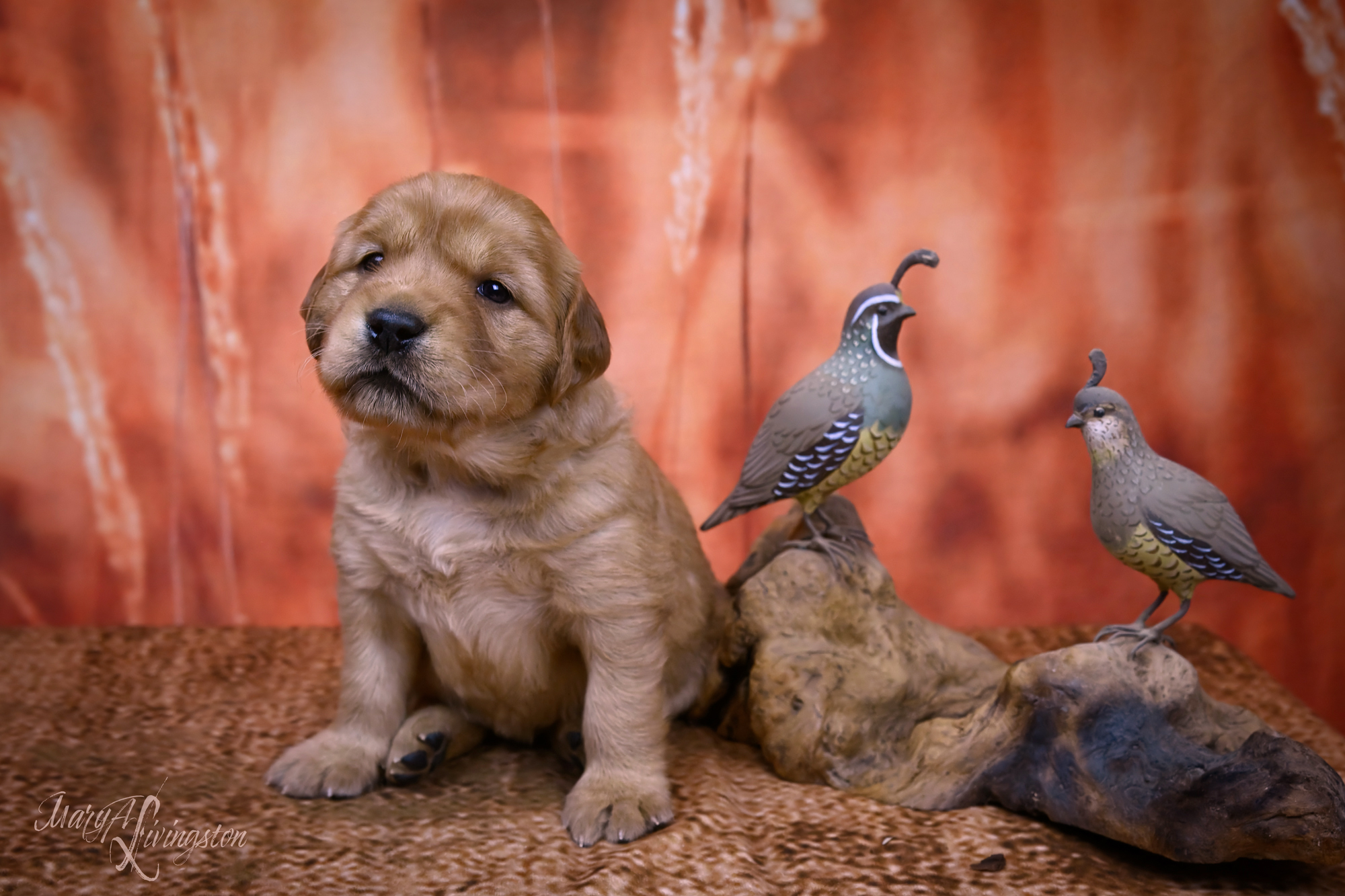 Puppy called Phoenix