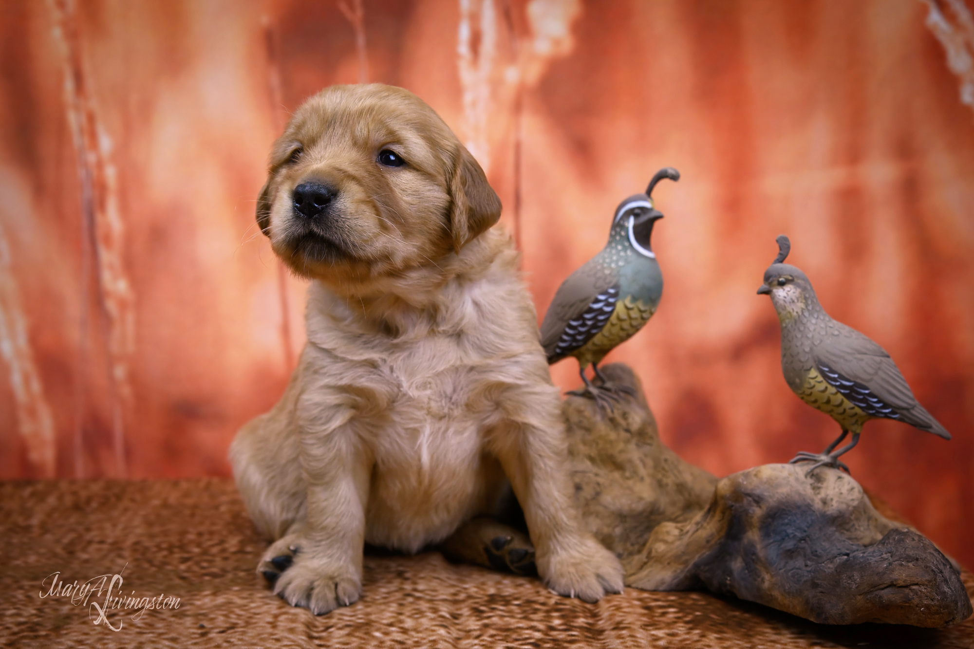 Puppy called Sahara