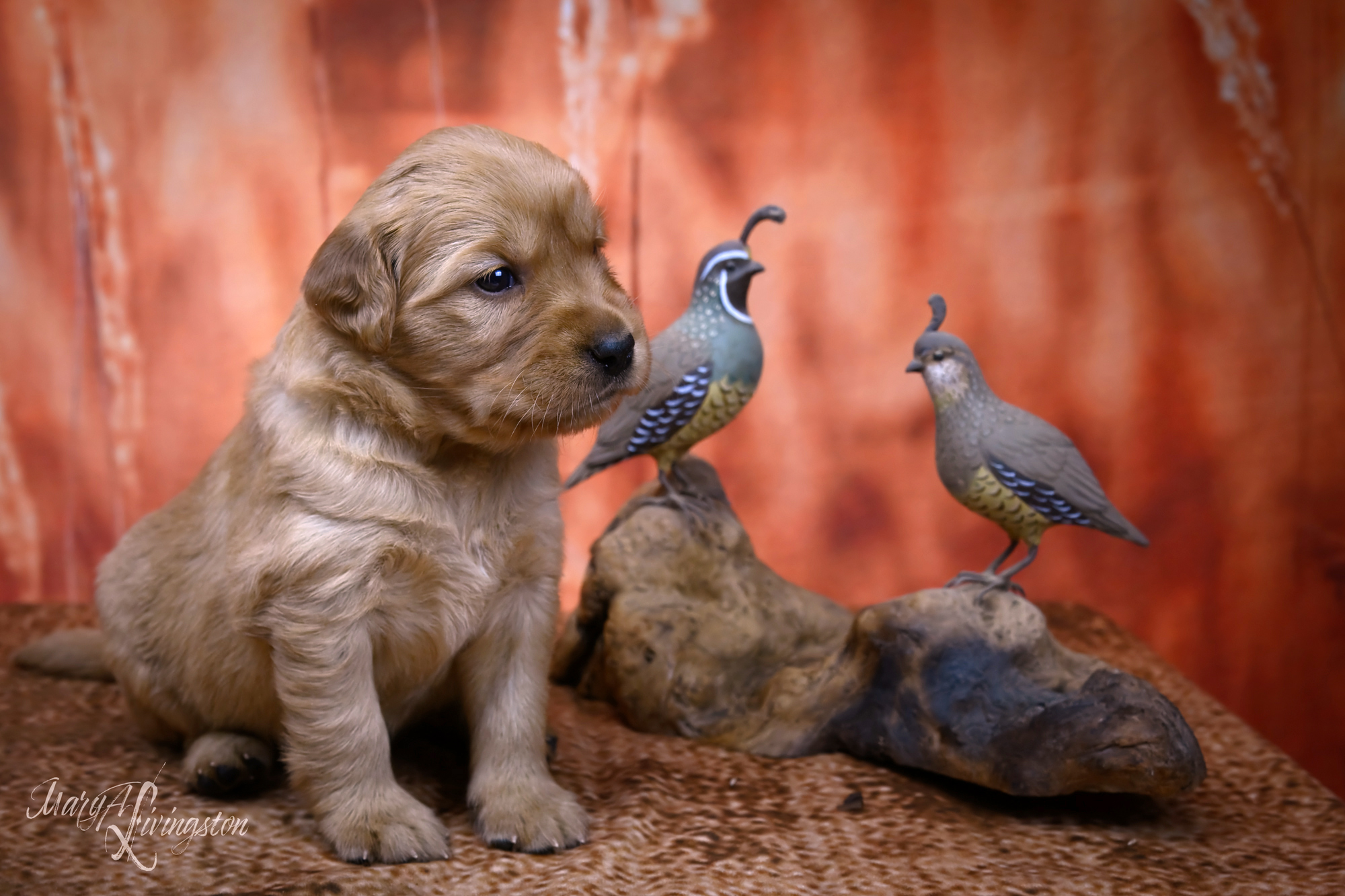Puppy called Sonoran
