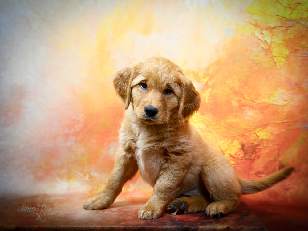 Puppy called Celsius