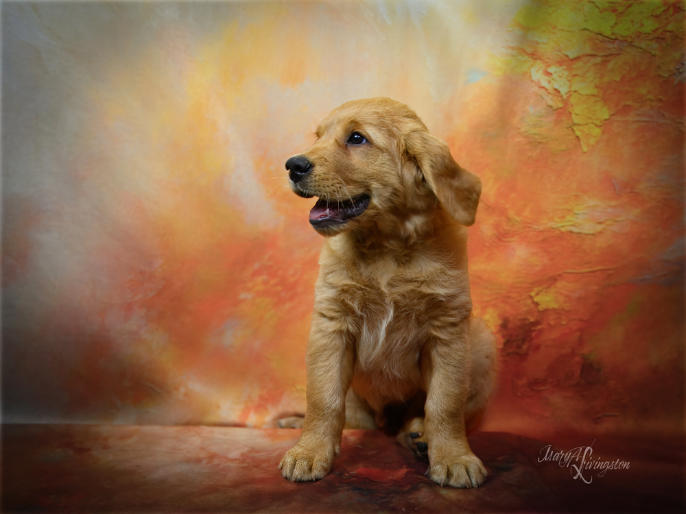Puppy called Derecho