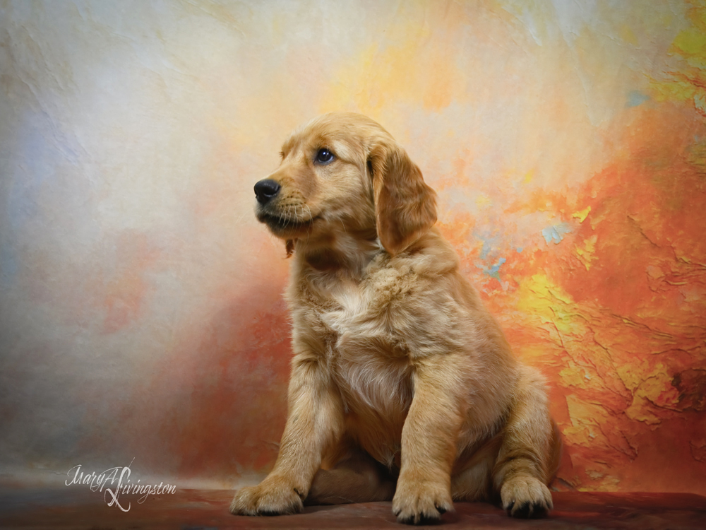 Puppy called Furnace
