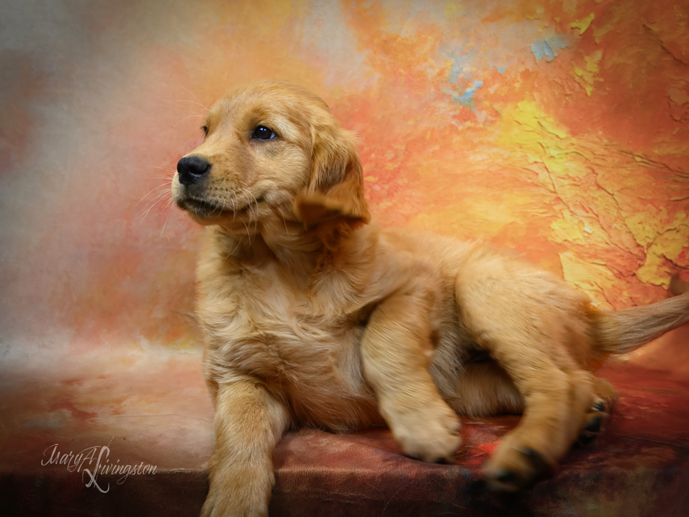 Puppy called Kalahari