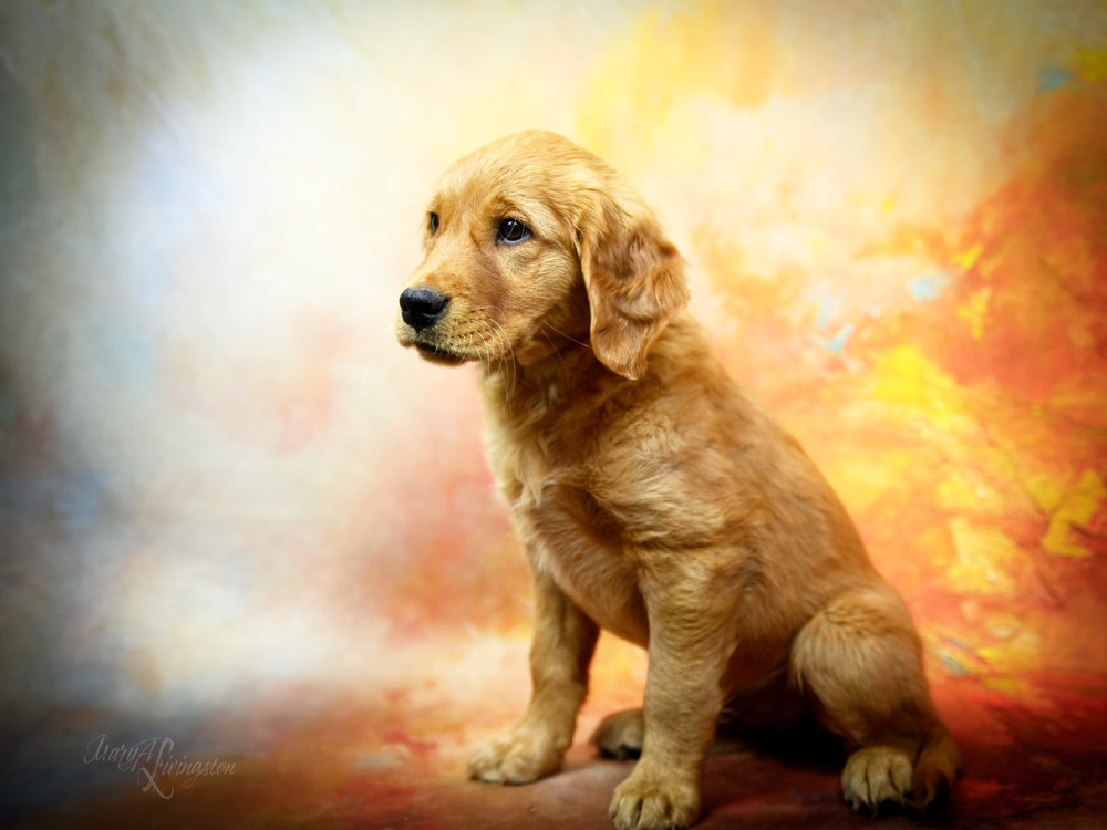 Puppy called Mirage