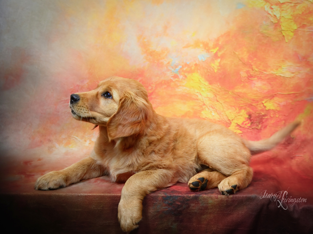Puppy called Phoenix