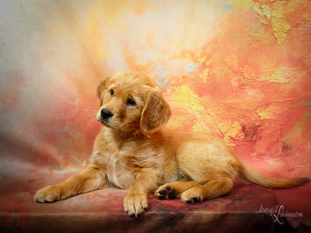 Puppy called Sahara