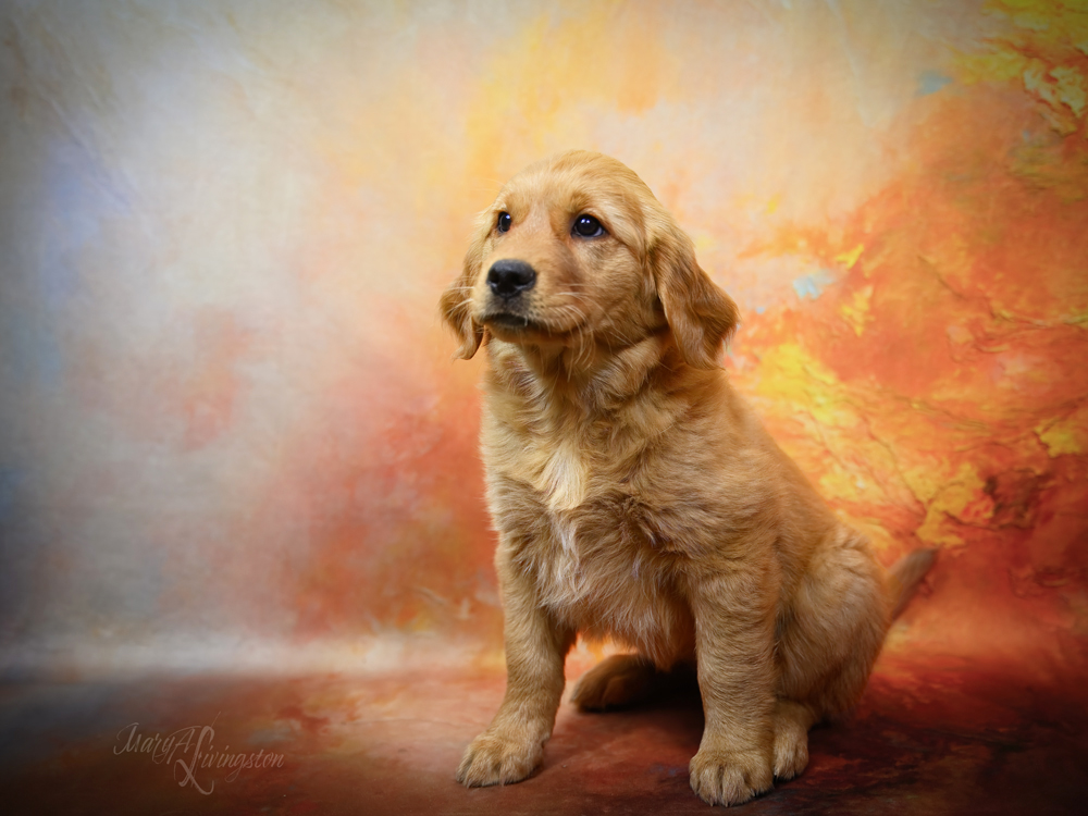 Puppy called Sonoran