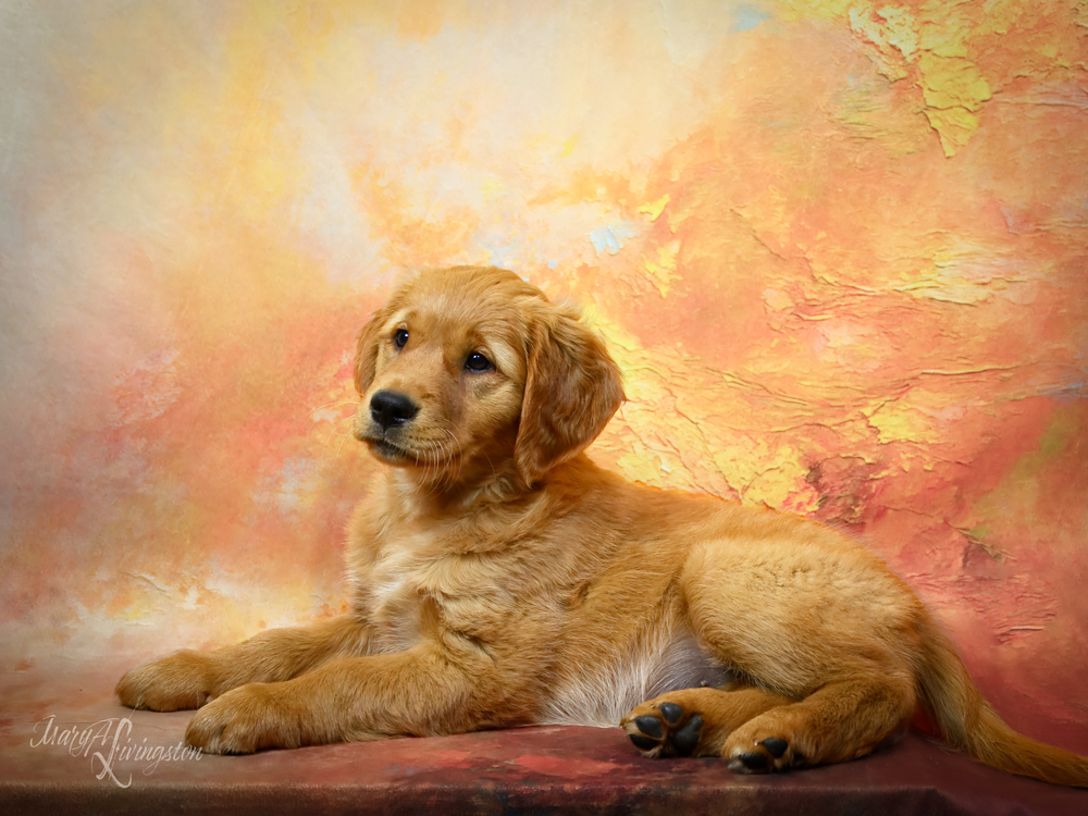 Puppy called Yuma