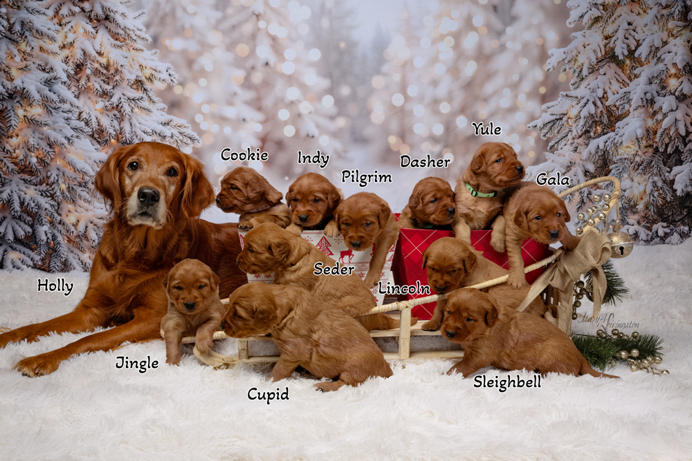 Puppies from Space Exploration Litter