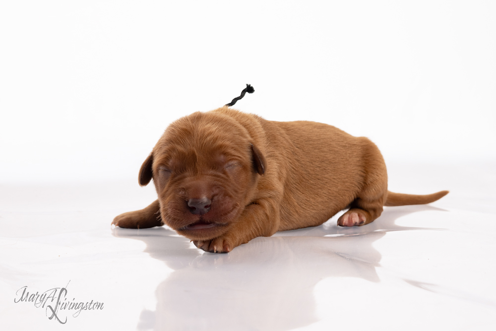 Puppy called Lincoln