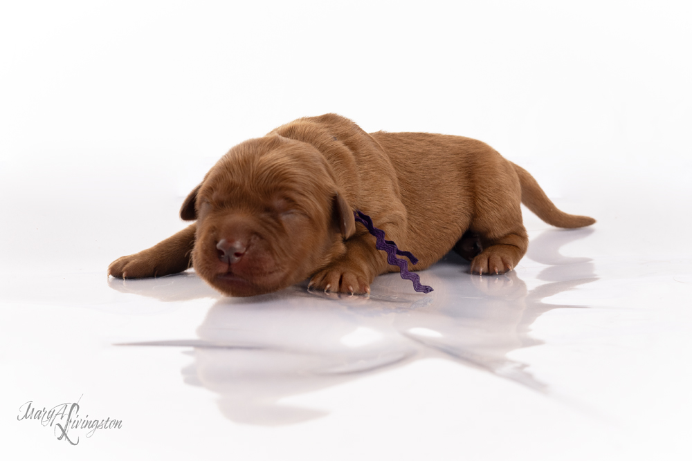 Puppy called Sleigh-bell