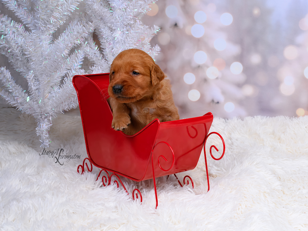 Puppy called Lincoln