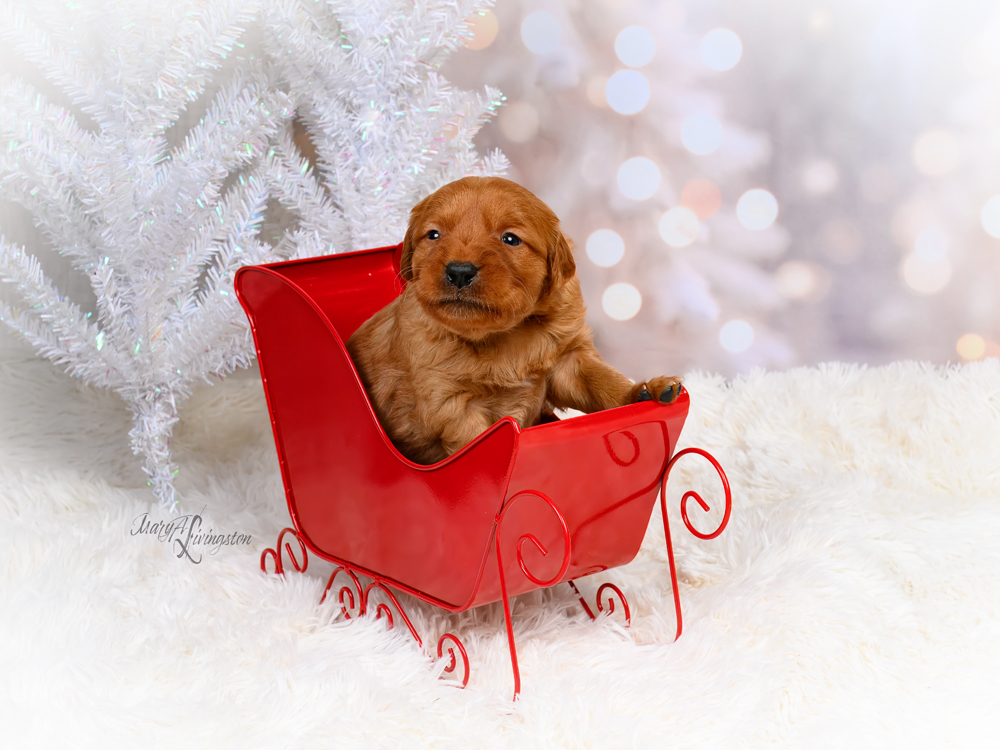 Puppy called Sleigh-bell