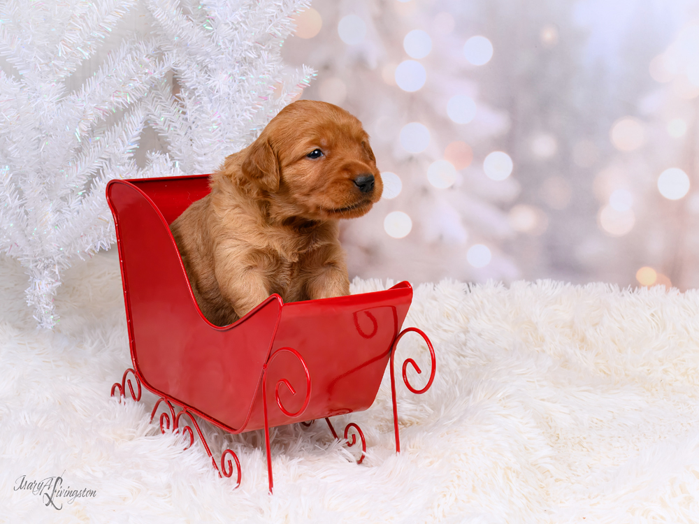 Puppy called Yule