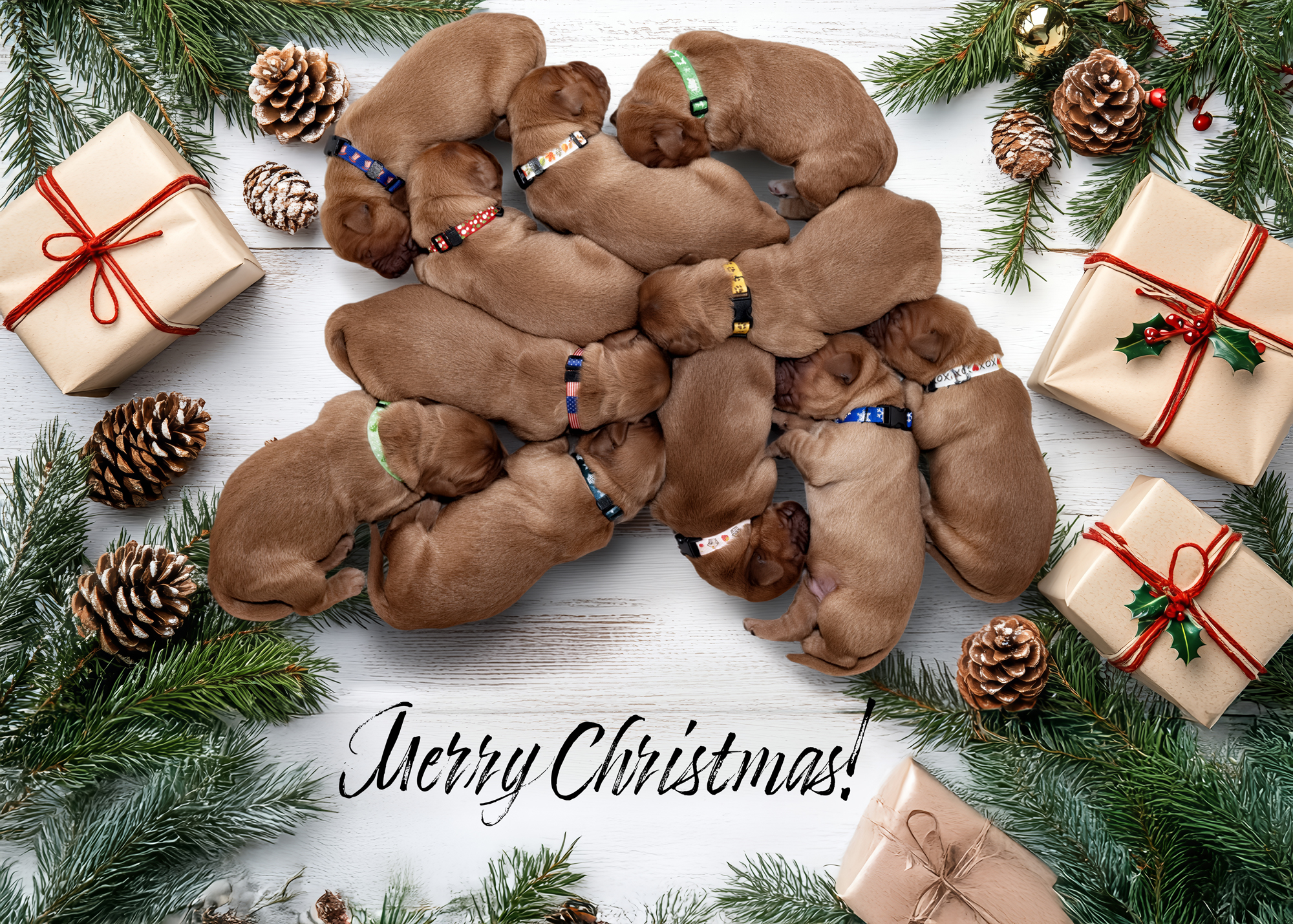 Puppies from Space Exploration Litter