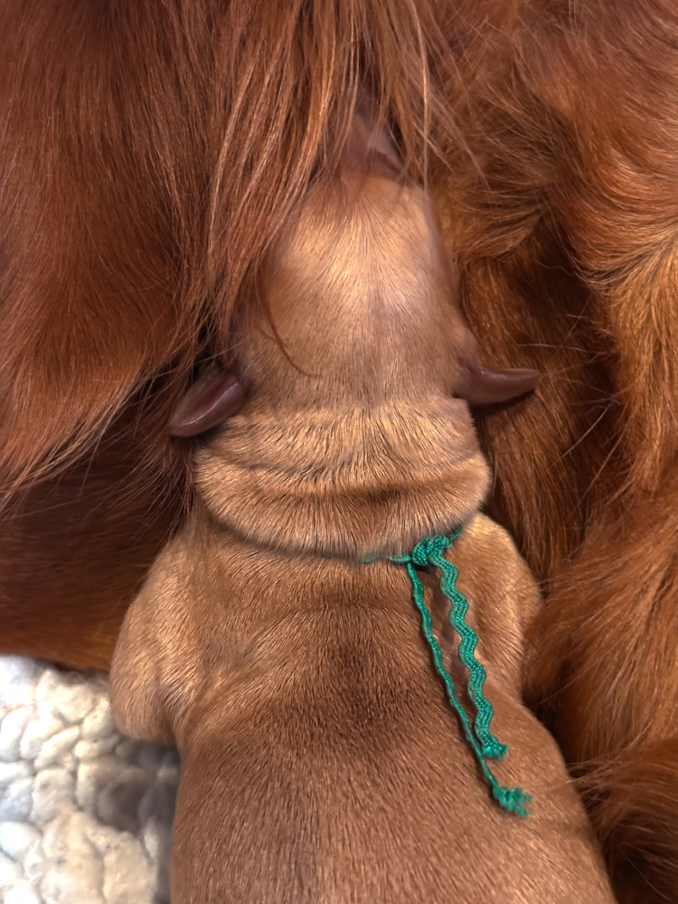 Rover snuggled up to mama.