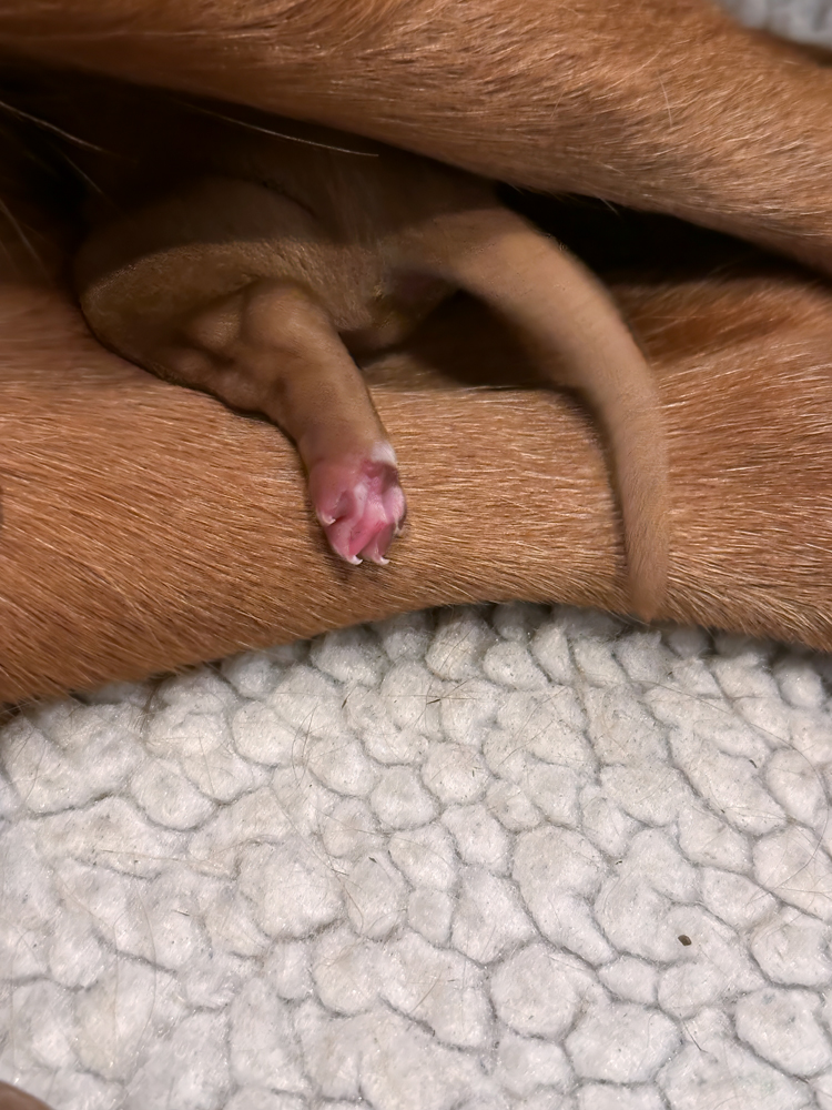 Foot peeking out.