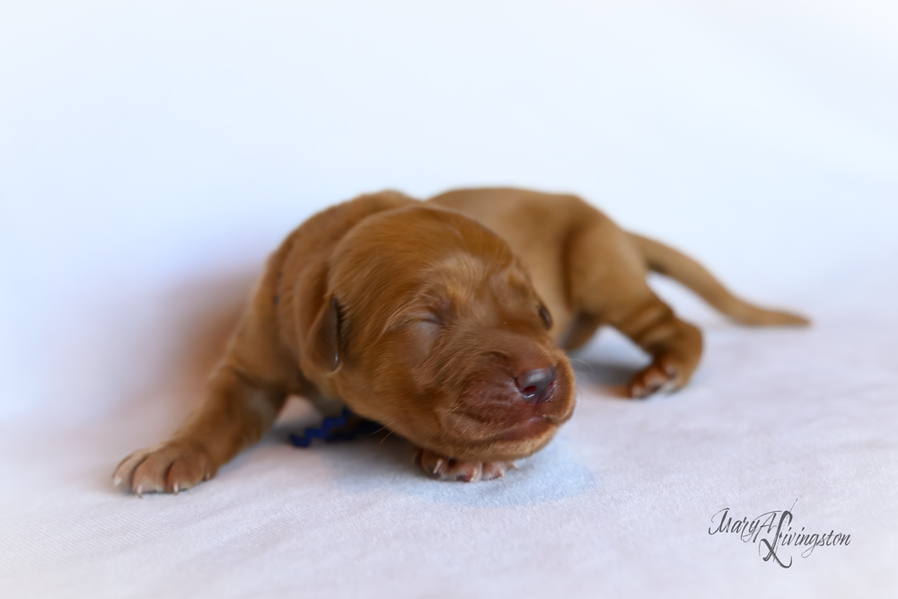 Puppy known as Buzz