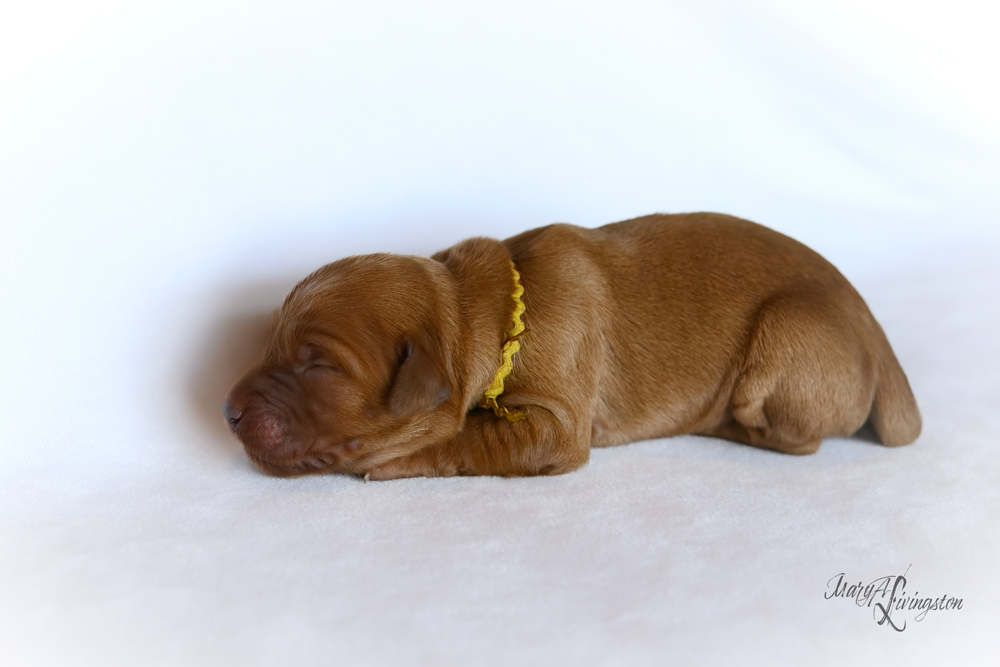 Puppy known as EZIE