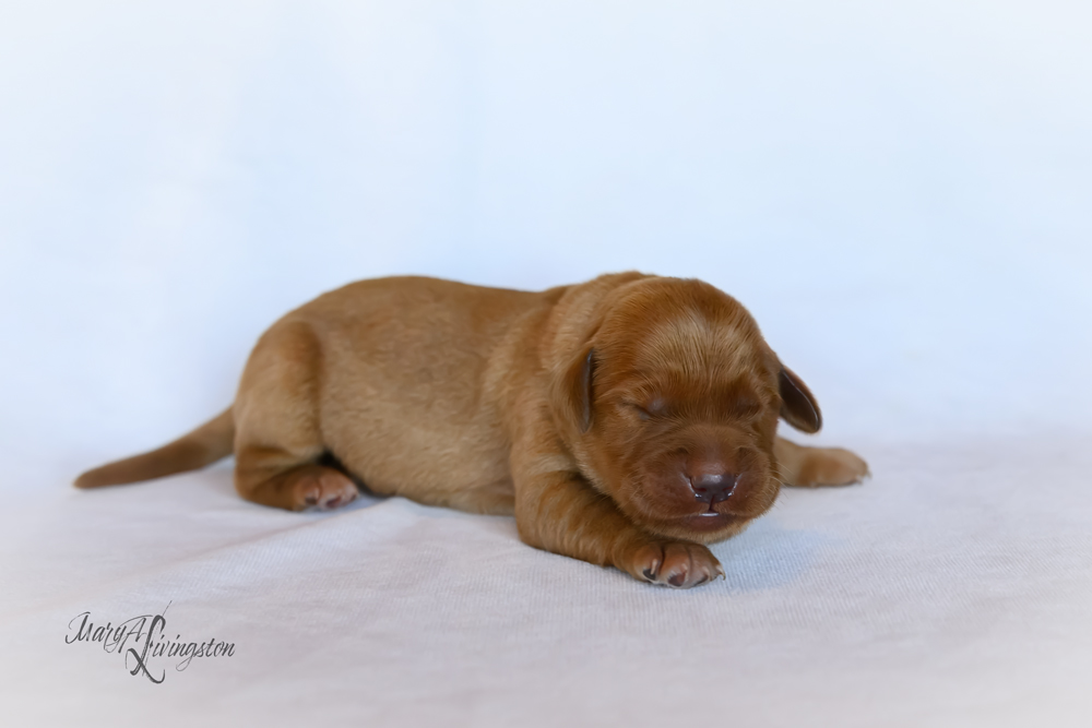 Puppy known as Hubble