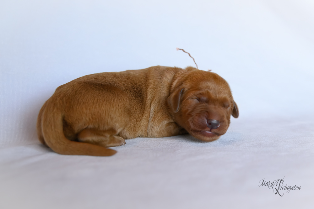 Puppy known as Lucy