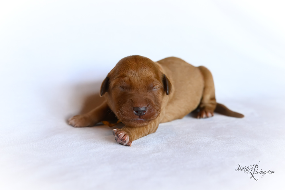 Puppy known as McClain