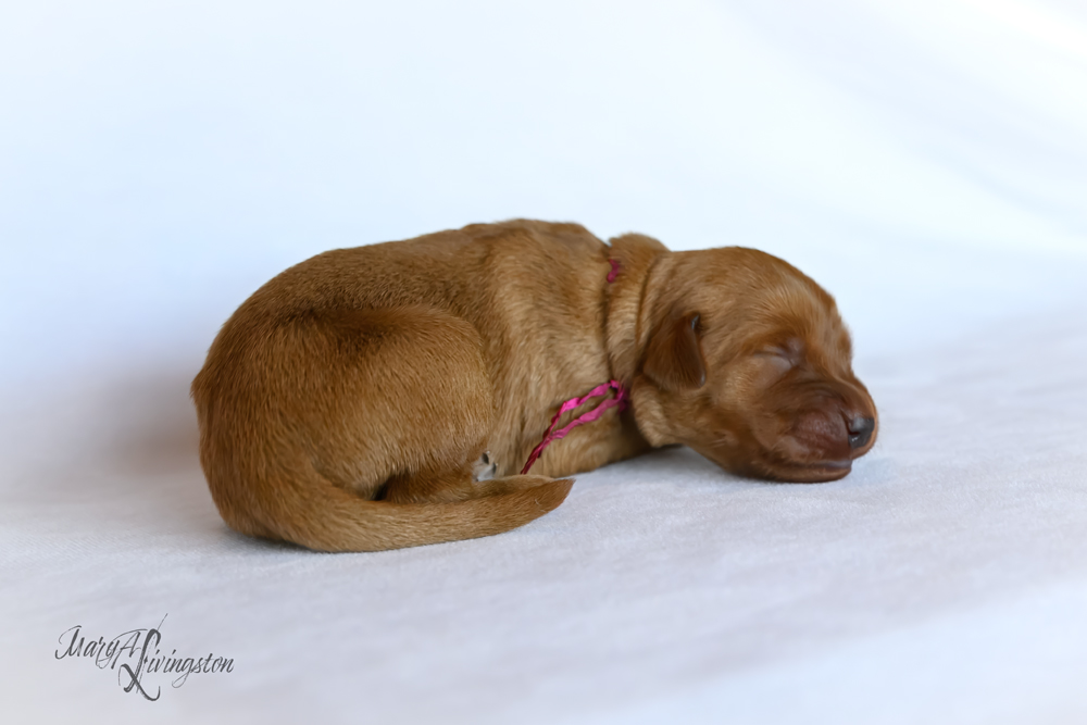 Puppy known as Rocket