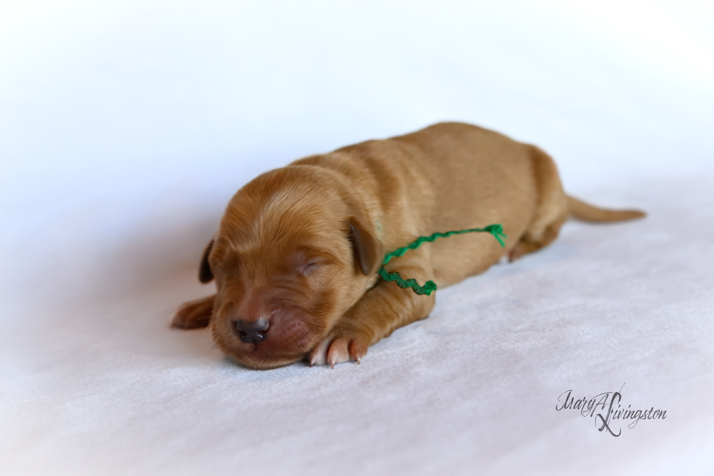 Puppy known as Rover