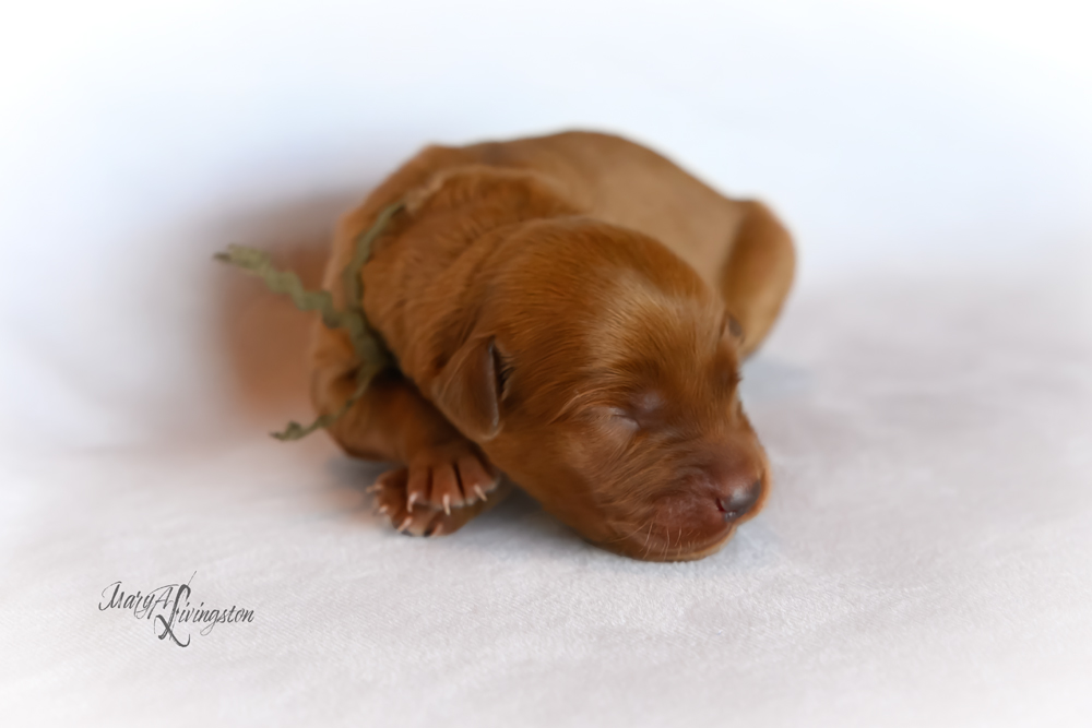 Puppy known as SNIFS