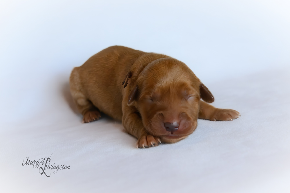 Puppy known as Sputnik