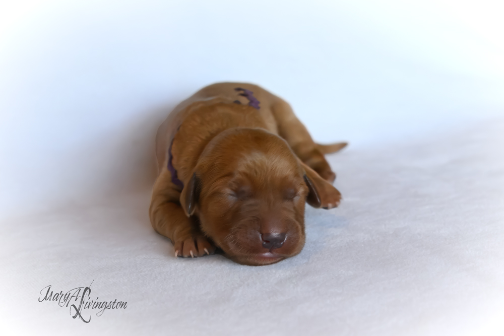 Puppy known as TRACERS