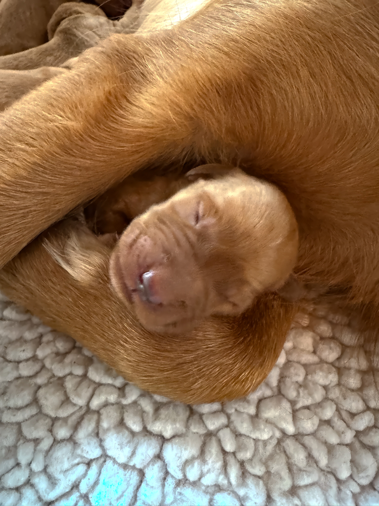 Cuddled with mama