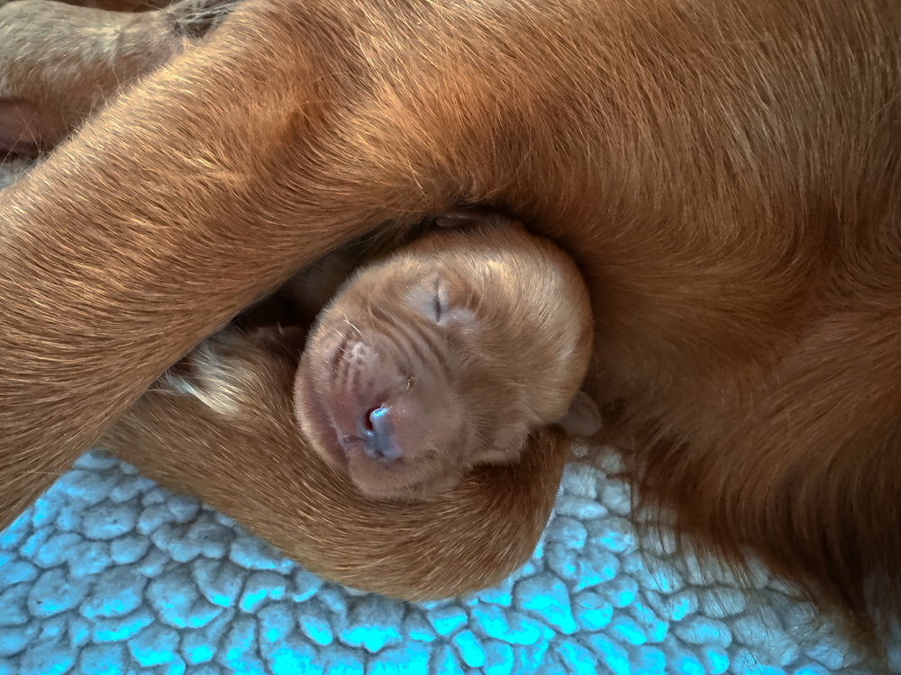 Another mama cuddle