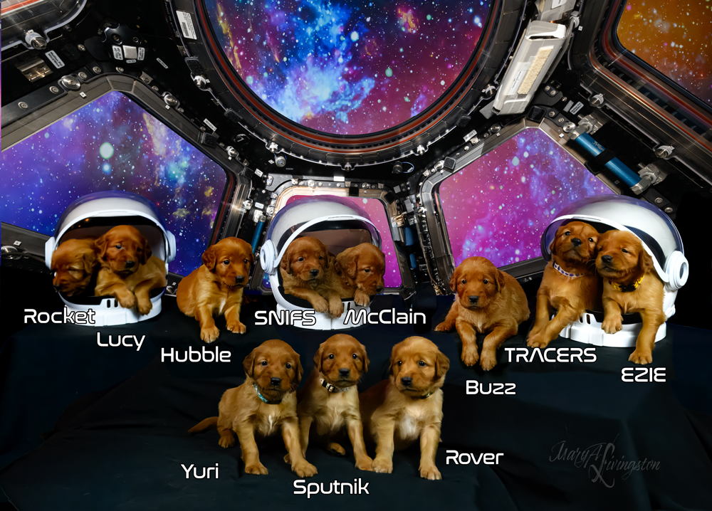 Puppies from Space Exploration Litter
