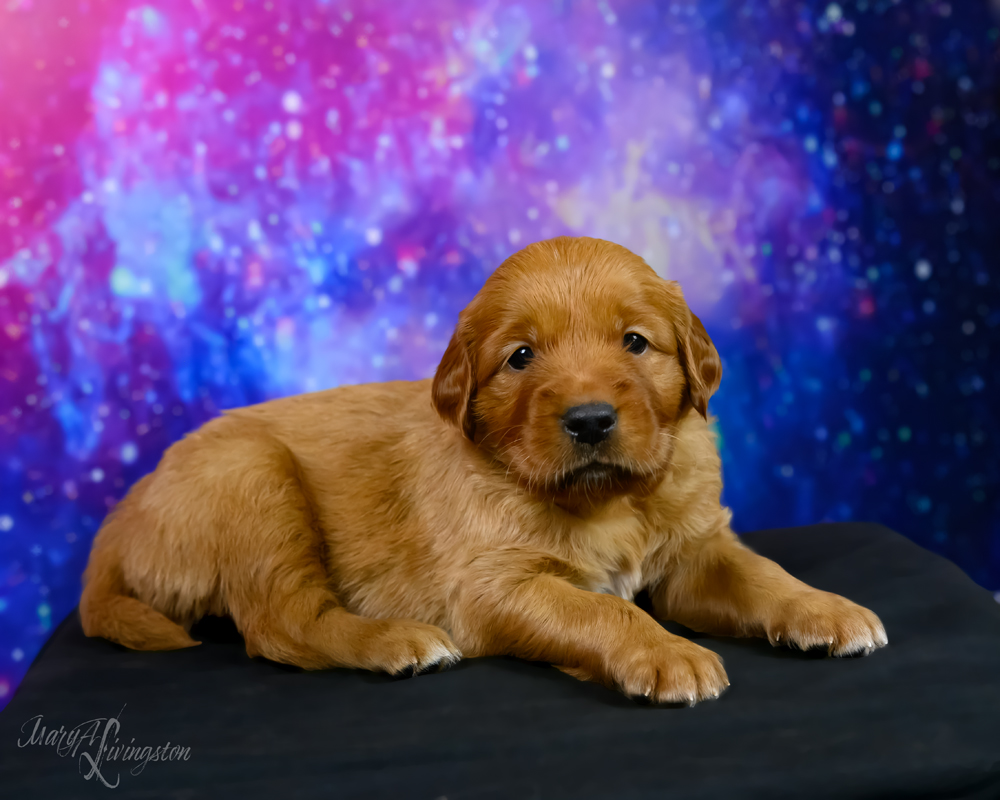 Puppy known as Buzz