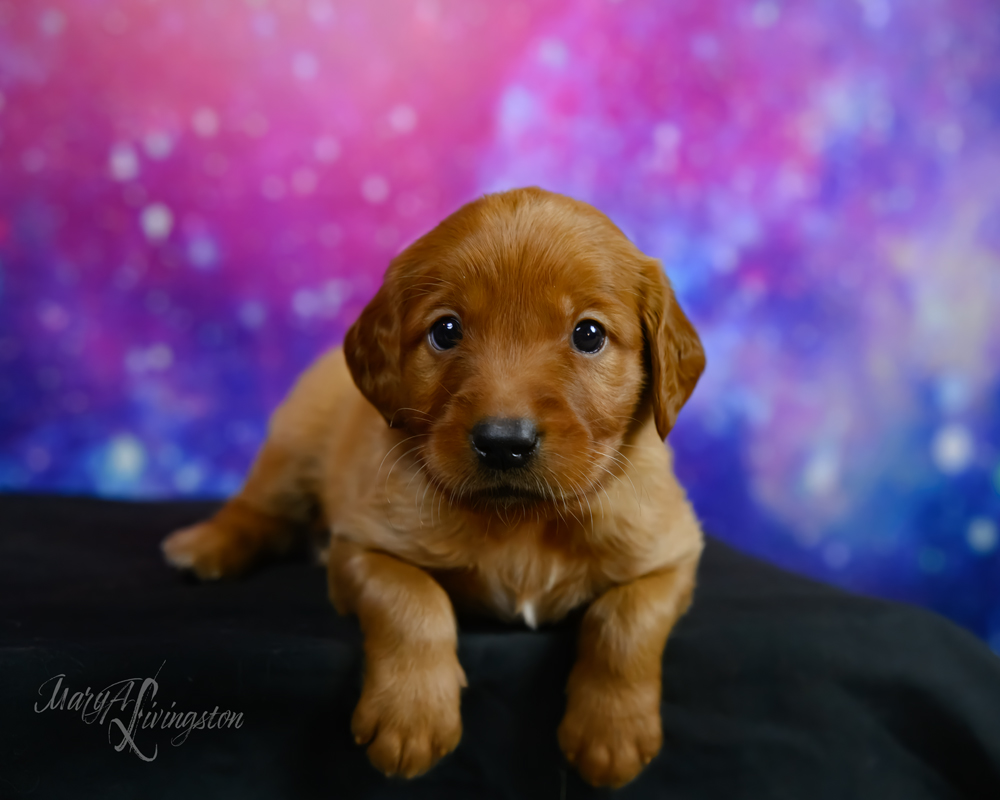 Puppy known as Hubble