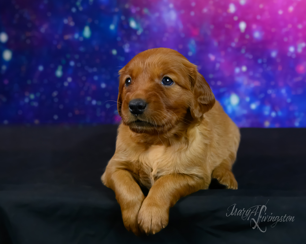 Puppy known as Lucy