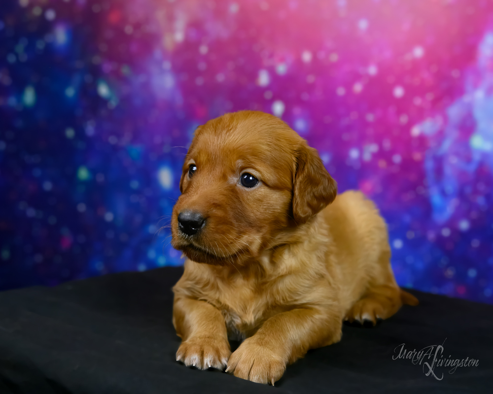 Puppy known as McClain