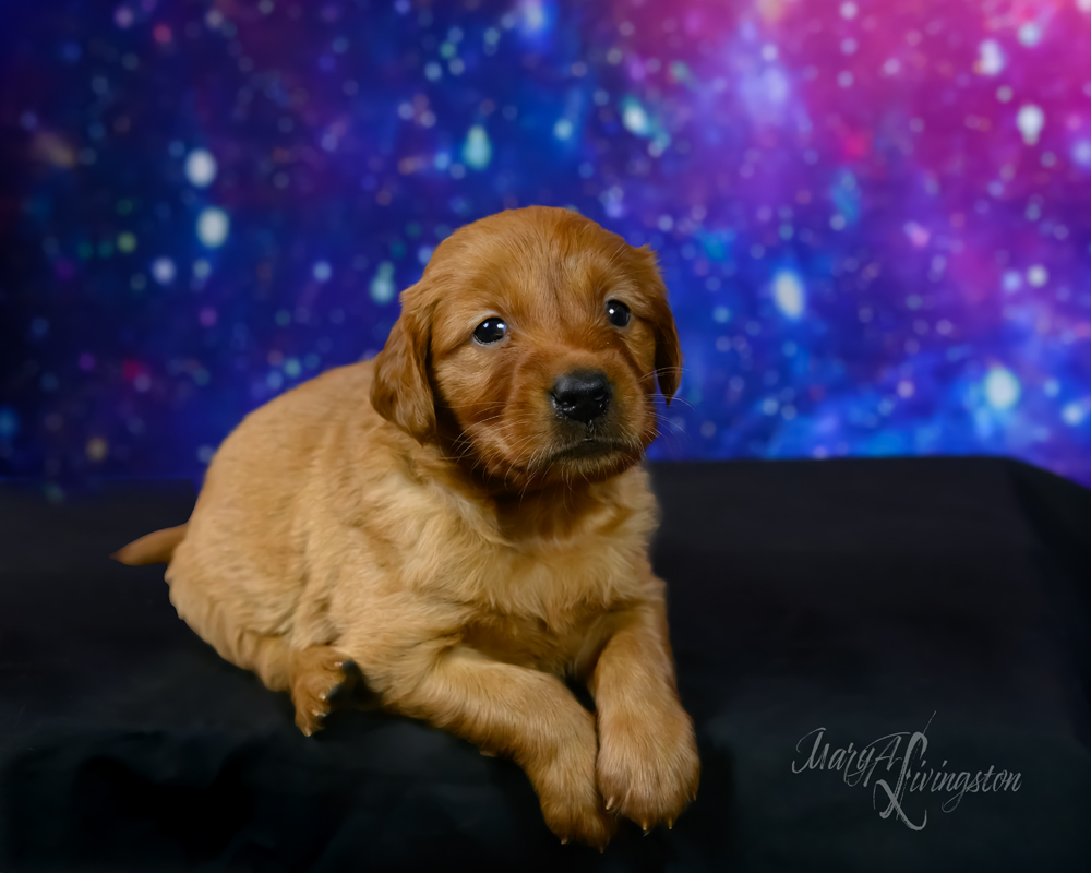 Puppy known as Rocket