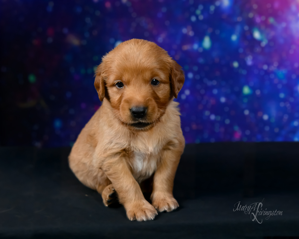 Puppy known as Rover